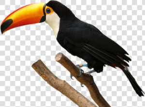 Tucano Freetoedit   Transparent Toucan Png  Png Download