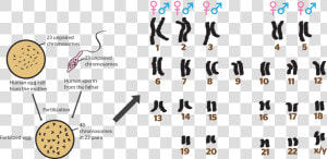 Do You Read Chromosomes  HD Png Download