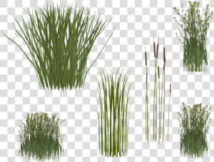 Reeds Png  Transparent Png