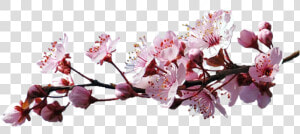 Df 8  The Branch Of Cherry Blossoms   Sakura Branch Png  Transparent Png