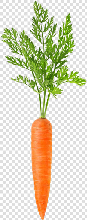 Carrot Free Transparent Image Hd Clipart   Carrot With Transparent Background  HD Png Download