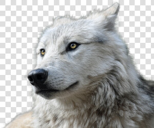 Wolf  Transparent  Animal  Nature  Animal World  Risk   Wolf Transparent  HD Png Download