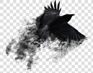 Vijay Mahar Black Crow Background  HD Png Download