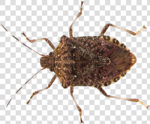 True Bug Insect Png Pic   Stink Bug Png  Transparent Png