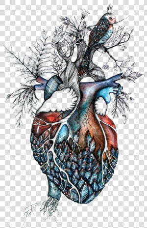  heart  surreal   Anatomical Heart And Bird  HD Png Download