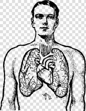 Human Body Clipart Chest   Human Lungs Clipart Black And White  HD Png Download