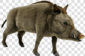 Wild Boar Png  Transparent Png