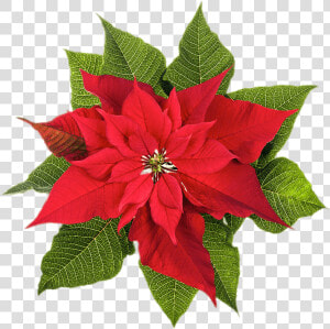 Poinsettia Top View   Poinsettia December Birth Flower  HD Png Download