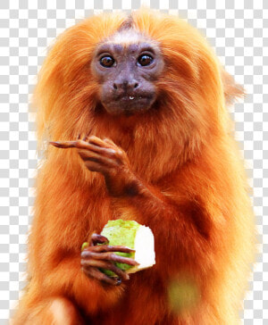 Golden Lion Tamarin Eating  HD Png Download