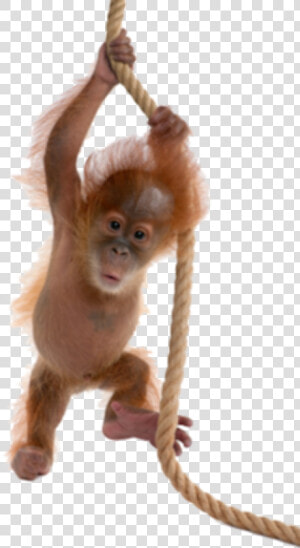 Baby Orangutan Transparent Background  HD Png Download