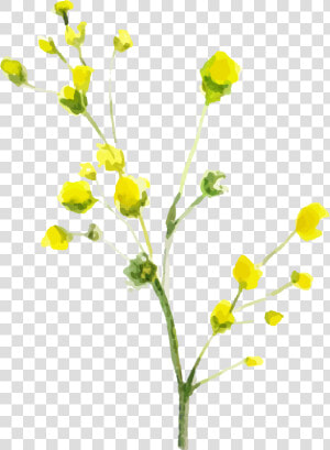 Tansy  HD Png Download