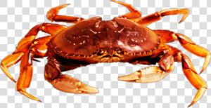  freetoedit  beach  crab   Crab Picsart Png  Transparent Png