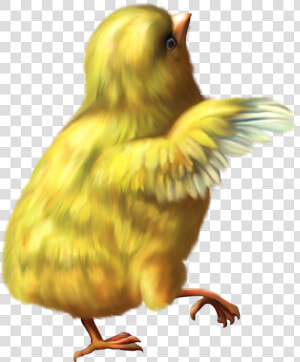 Chicken Png   Chicken Gif Png  Transparent Png