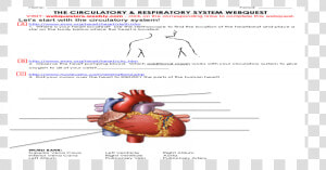 Observe The Heart Pumping Blood Which Additional Organ  HD Png Download