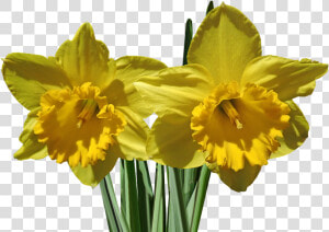 Daffodils  Flower  Stems  Garden  Nature  Spring   Narcissus  HD Png Download