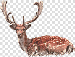 Deer  Stag  Deer Lying Down   Damherten Plantage Willem Iii  HD Png Download