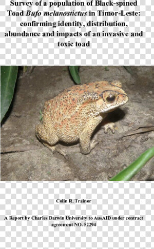 Eastern Spadefoot  HD Png Download