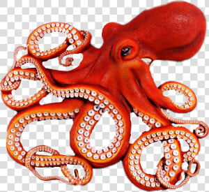 Octopus Clipart Octopus Tentacle   Octopus Png  Transparent Png