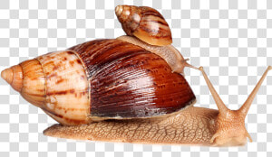 Green Cavier   Giant African Snail  HD Png Download