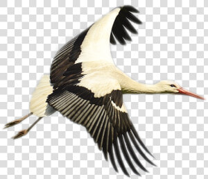 Stork Png Image   Bird Storks  Transparent Png