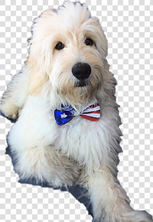 Goldendoodle Puppy Arizona   Companion Dog  HD Png Download