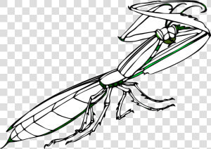 Praying Mantis Coloring  HD Png Download