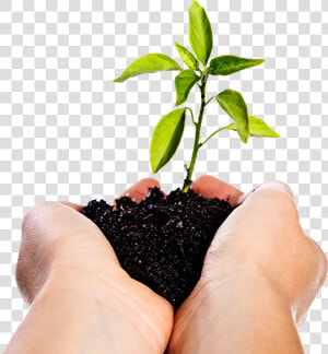 Image Of Hands Holding A Seedling   Manos Con Tierra Png  Transparent Png