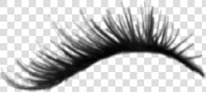 Realistic Eyelashes Transparent Background  HD Png Download