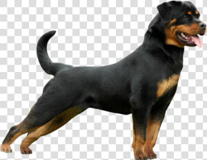 Rottweiler  HD Png Download