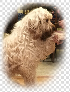 Labradoodle  HD Png Download