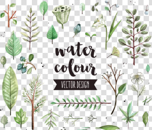 Watercolor Painting Icon Diagram   Watercolor Herbs Vector Free  HD Png Download