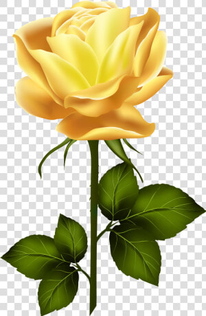 Long Stem Yellow Rose Png   Yellow Rose With Stem  Transparent Png