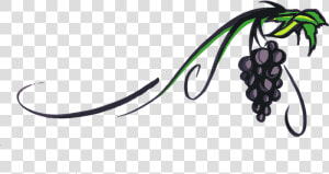 Grape Vine Png   Wine Grape Clip Art  Transparent Png