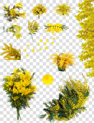 Yellow Acacia Tree Png   Png Download   Flor Acácia Png  Transparent Png