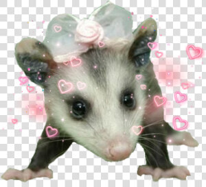  possum  cute  HD Png Download