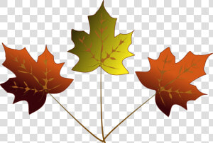 Maple Leaf Drawing   3 Maple Leafs Drawing  HD Png Download