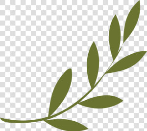 Olive Branch Peace Symbols Olive Wreath   Olive Branch  HD Png Download