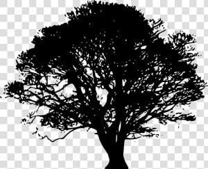 Tree Silhouette Oak Clip Art   Oak Tree Silhouette  HD Png Download