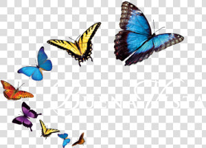 Png Images Of Butterfly   Mariposas Png  Transparent Png