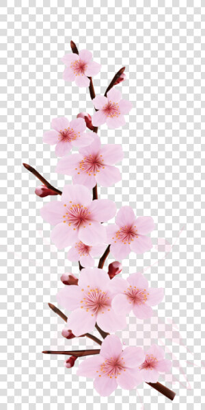 Transparent Cherry Blossom Png   Cherry Blossom Branch Design  Png Download