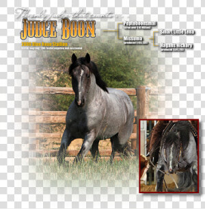 Stallion  HD Png Download