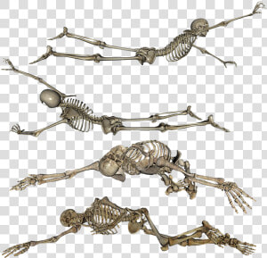 Skeleton  Laying  Crawling  Dead  Skull  Bones   Skeleton Lying Down Drawing  HD Png Download