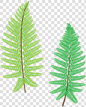 Fern  Plant  The Leaves  Forest  Nice  Fresh   Ostrich Fern  HD Png Download