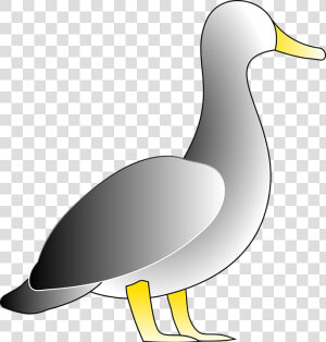 Duck  Bird  White  Water  Fowl  HD Png Download