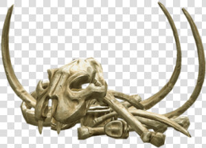 Bones Png Transparent   Animal Bones Png  Png Download