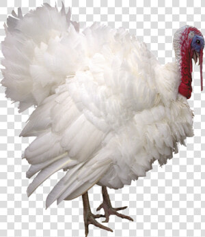 Turkey Png   Turkey On White Background  Transparent Png