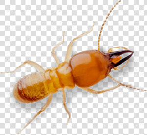 Termite Pest Control Treatment From Sudden Death   Royalty free  HD Png Download