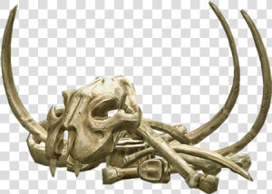 Download Bones Png Transparent 067   Bone  Png Download