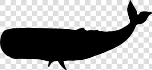 Sperm Whale Clipart Black And White   Whale Silhouette Transparent Background  HD Png Download