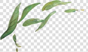 Le Tea Leaf Illustration Design   Tea Leaf Illustration Png  Transparent Png